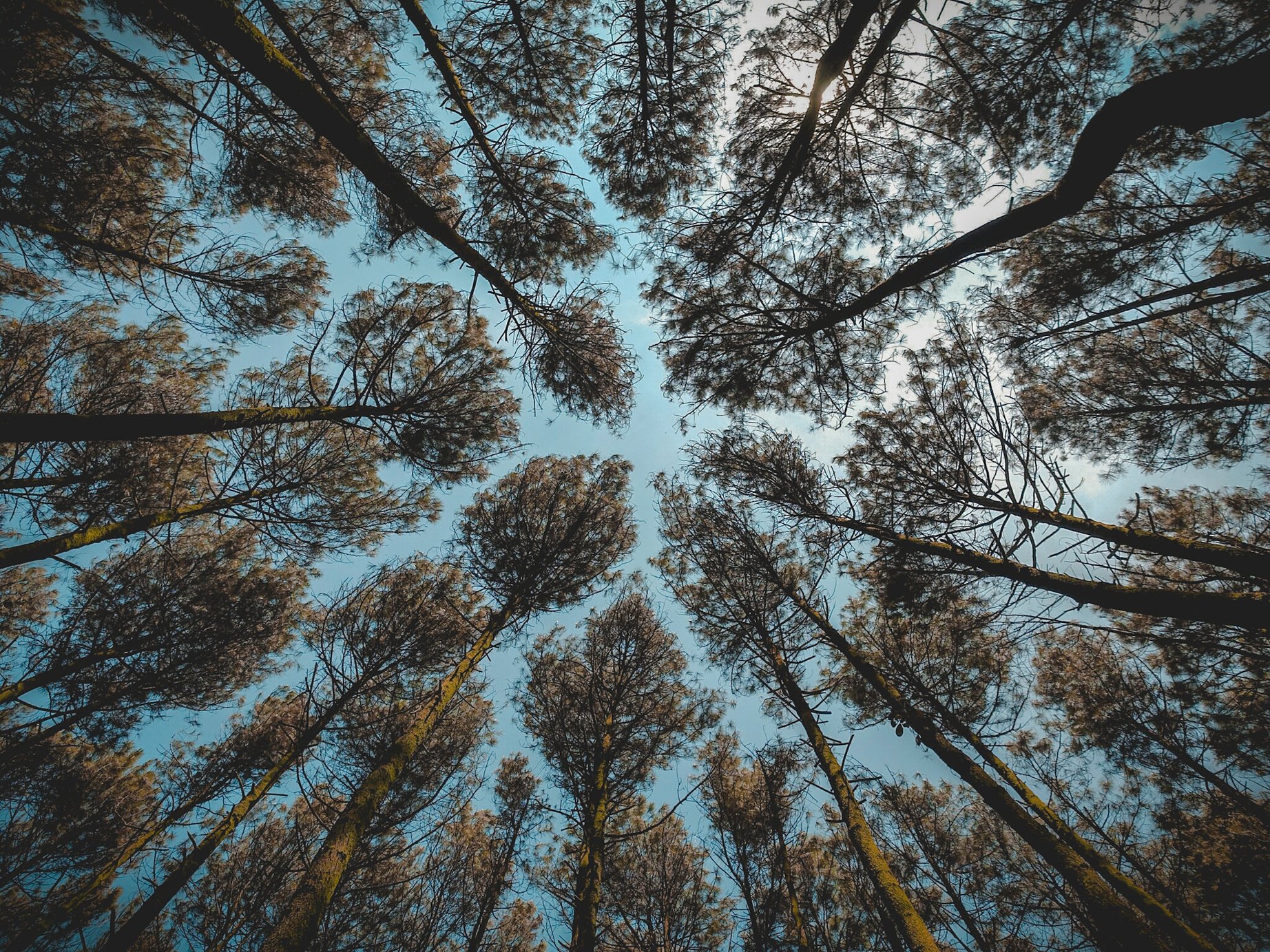 Low Angle Photography of Brown Leaf Forest Trees at Daytime