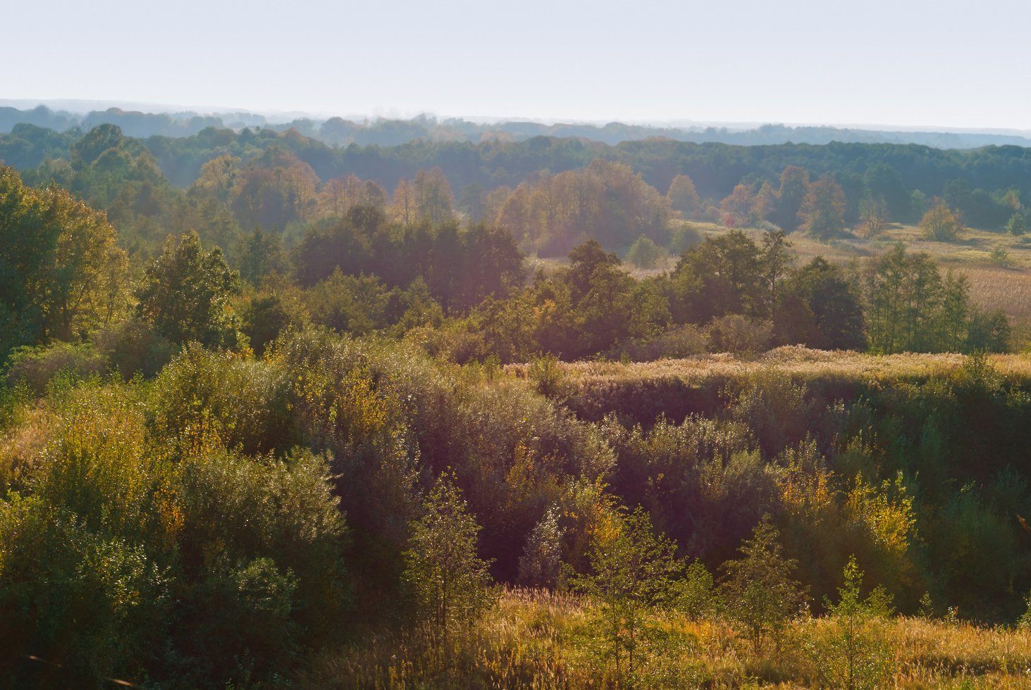 endless forests and fields, forest expanses