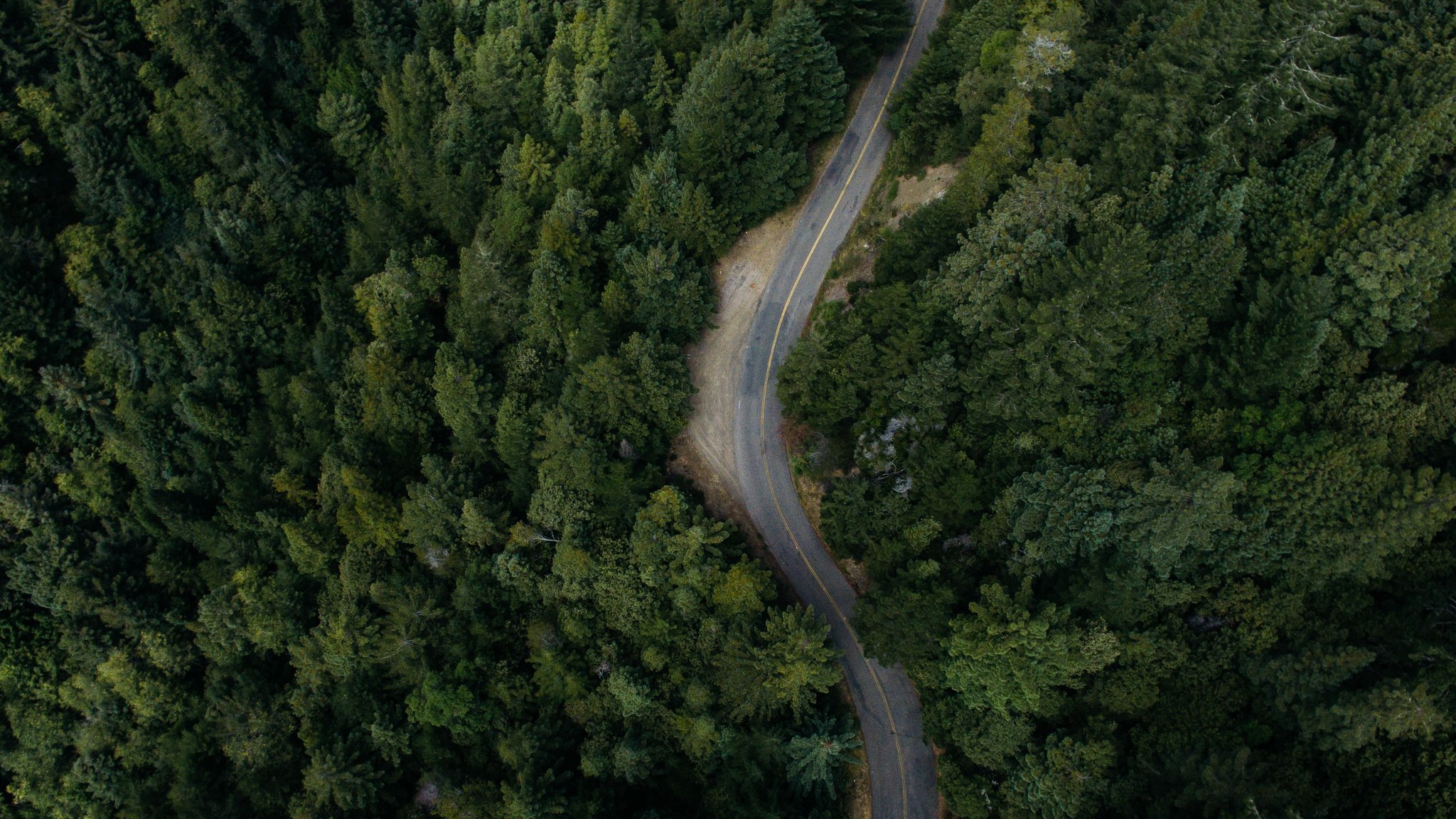 Aerial View of Forest Road